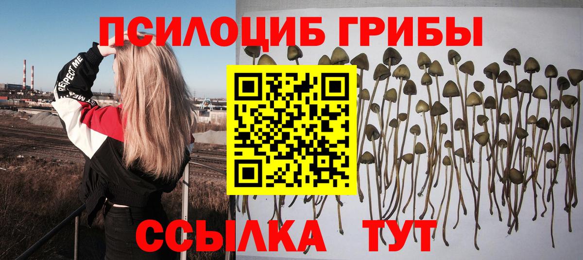 Псилоцибиновые грибы Cubensis Куйбышев